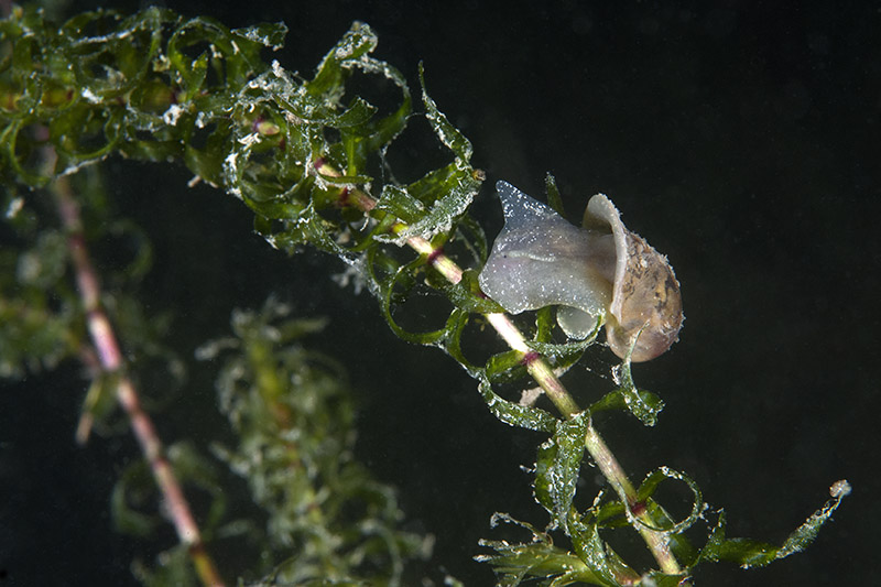 Snail on underwater plant © Bernd Nies
