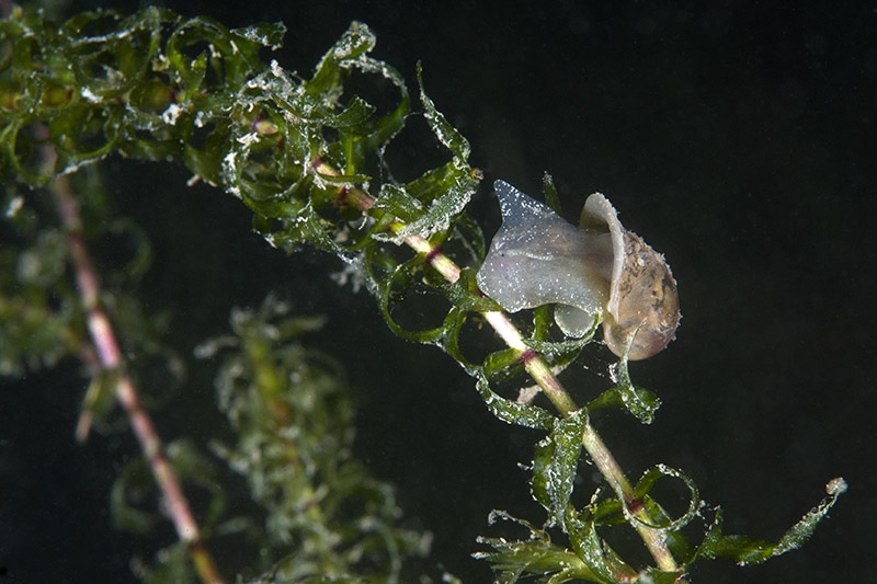 Schnecke auf Seegras