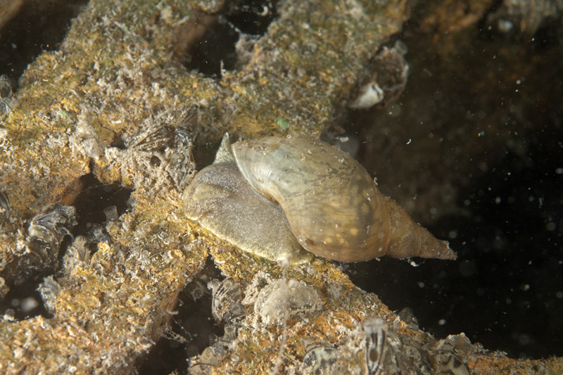 Schnecke auf Backstein