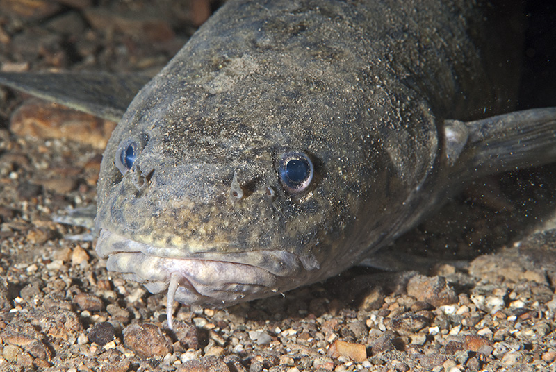 Burbot