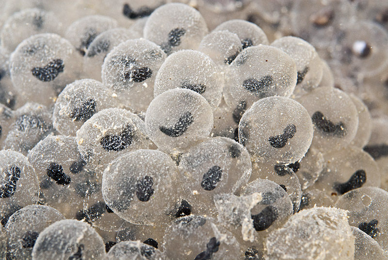 Frog Spawn