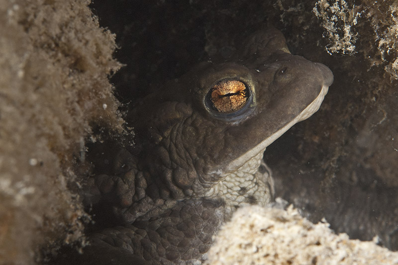 Toad portrait