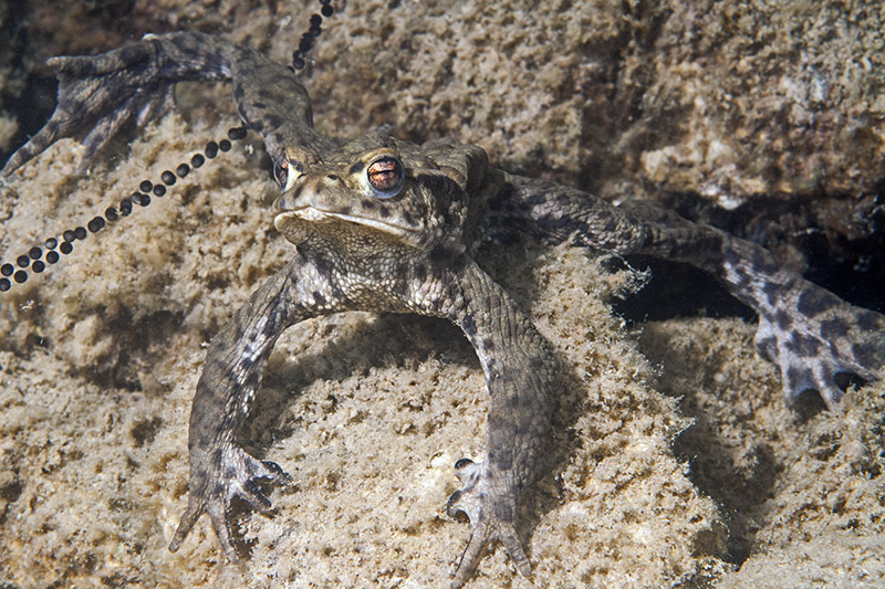 Toad with spawn © Bernd Nies