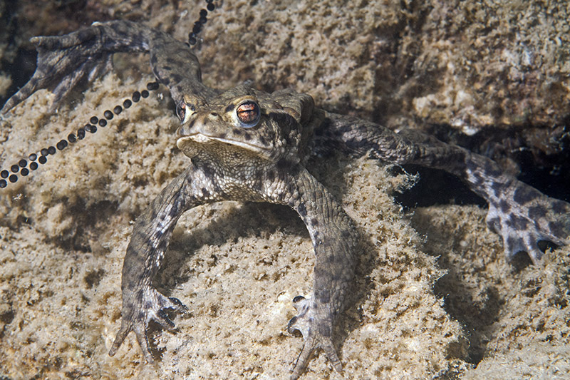 Kröte mit Laich