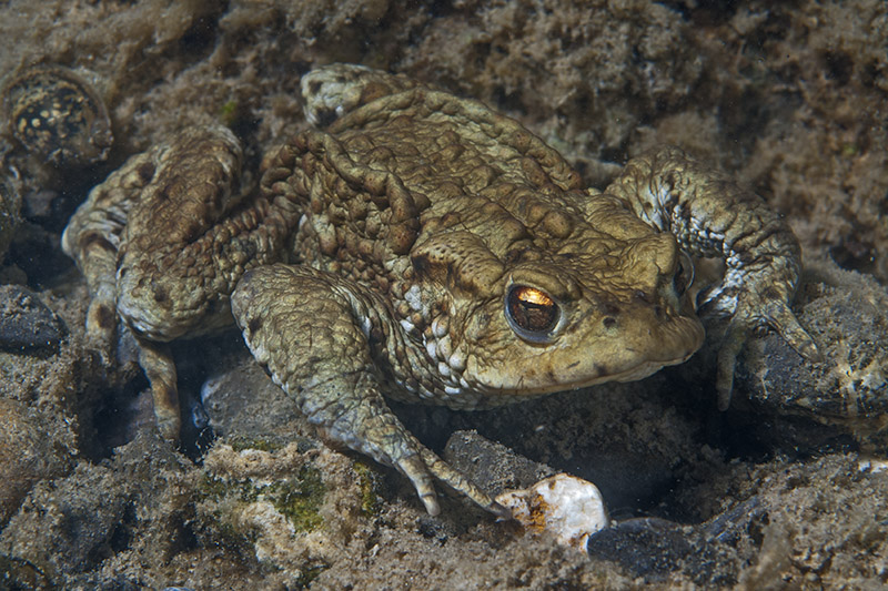 Toad