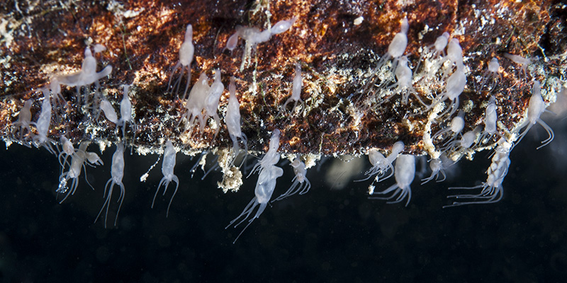 Freshwater Polyps © Bernd Nies