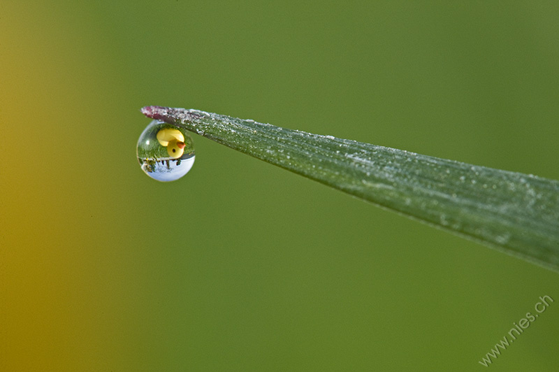 Duck in Dew Drop