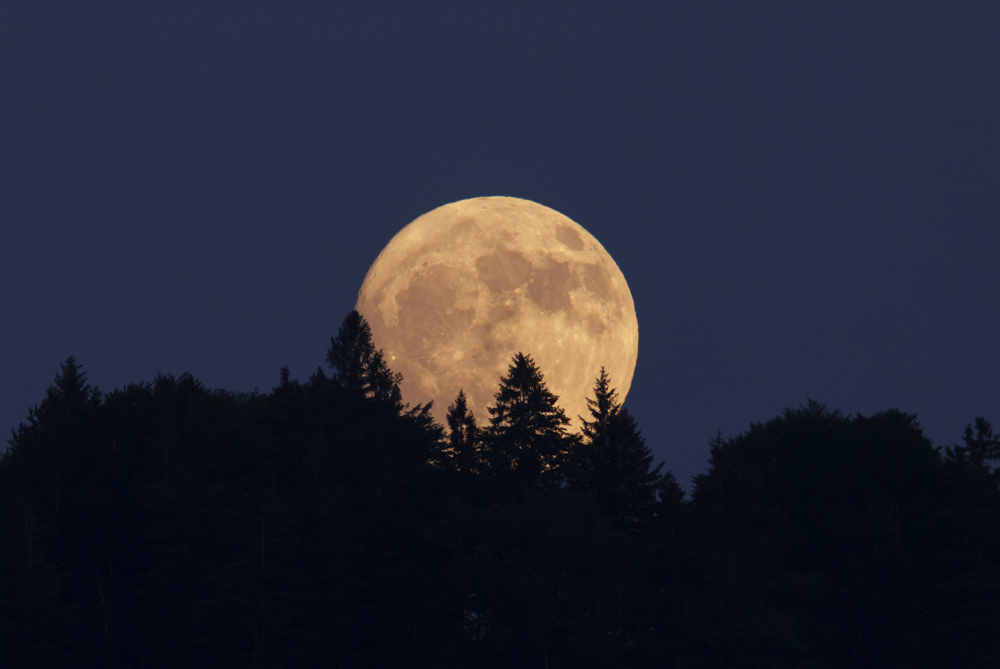 Vollmond hinter Bäumen