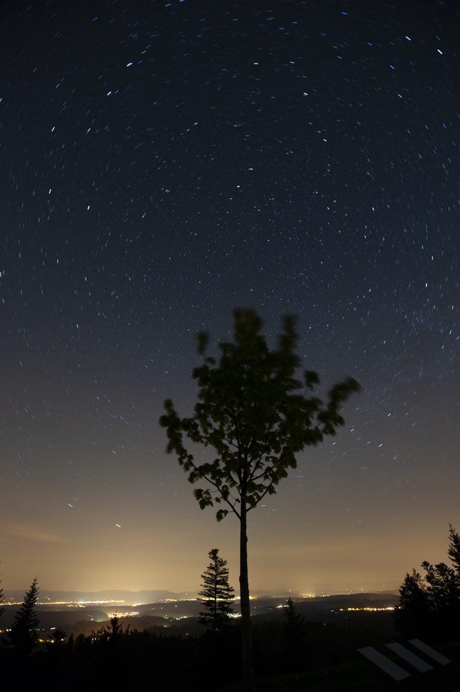 Tree with polar star