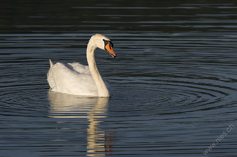 Swan © Bernd Nies