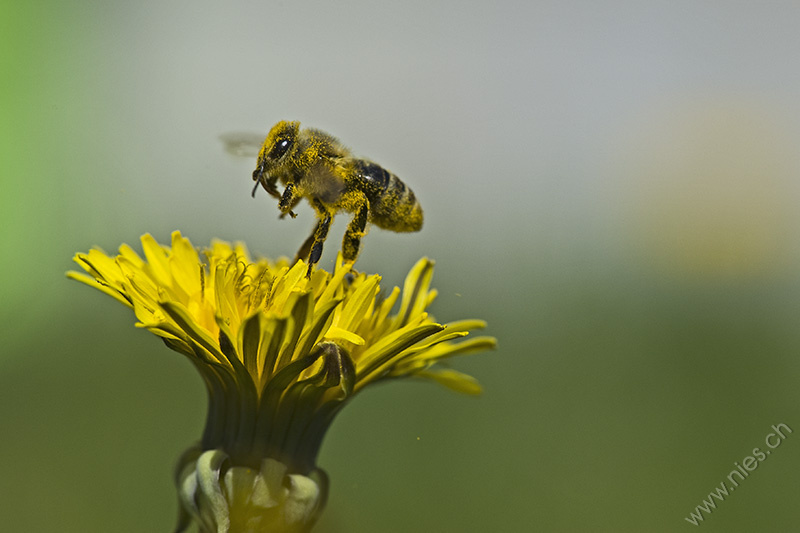 Biene) Eine Biene startet von einem Löwenzahn. Selbst 1/2000 Sekunde sind noch zu lange, um die Flügel zu sehen. Evl. funktioniert es mit einem Blitz.