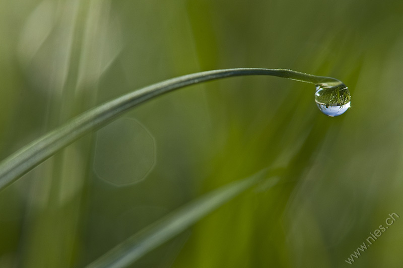Dew Drop © Bernd Nies