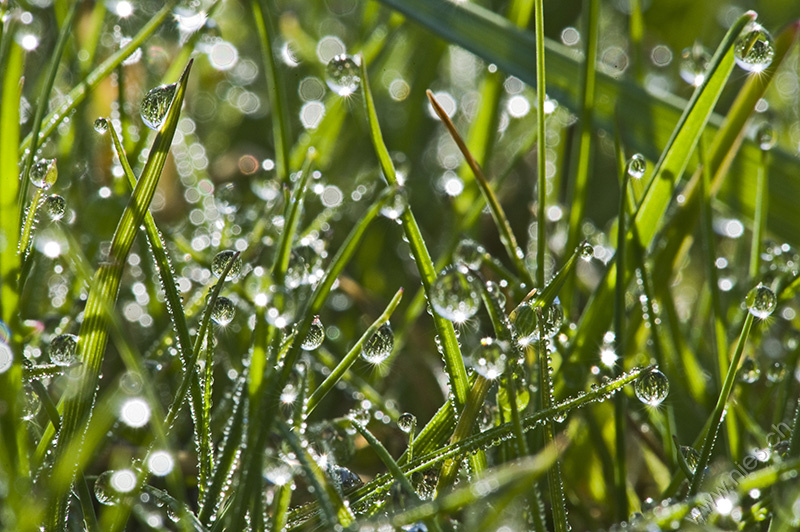 Morning Dew