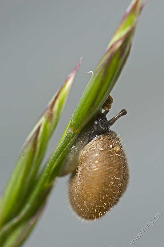 Schnecke