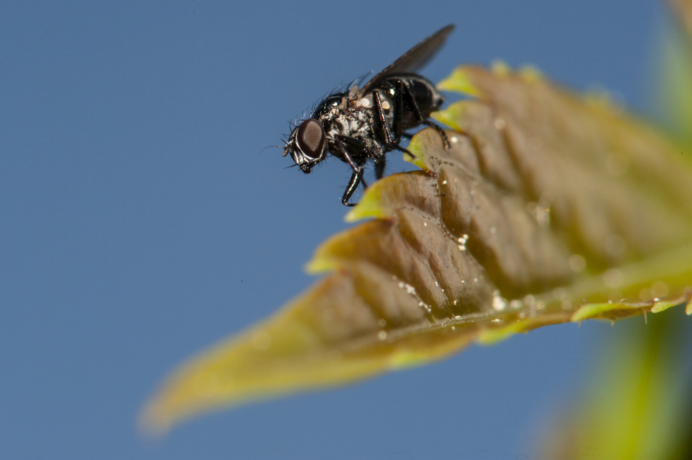 Fliege auf Weinblatt © Bernd Nies