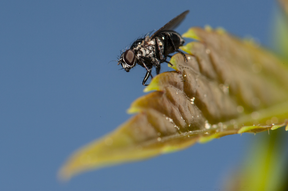 Fliege auf Weinblatt