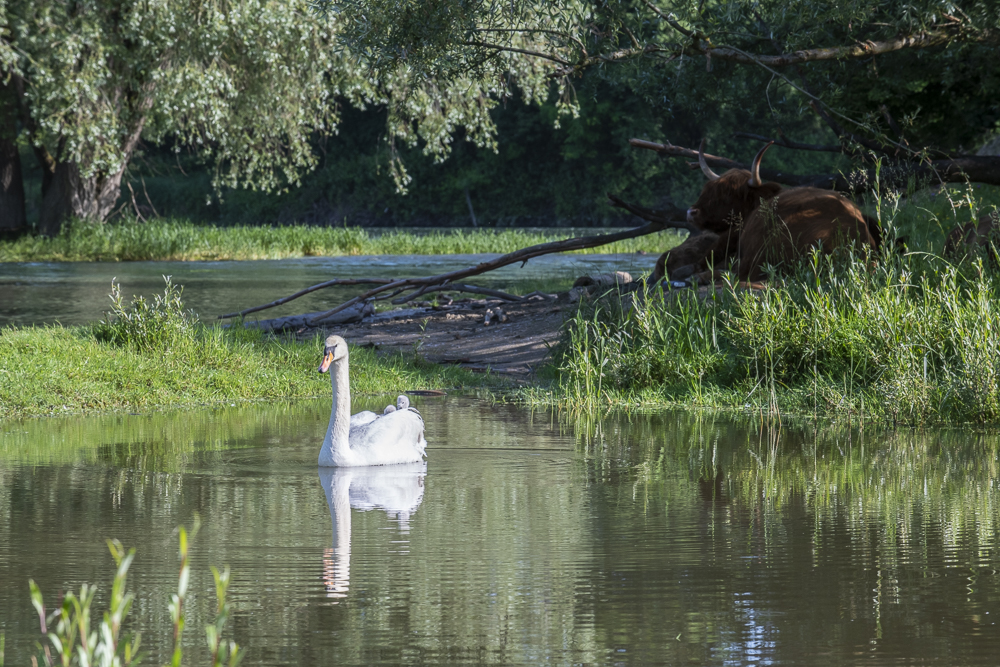 Schwan mit Küken und Hochlandrind