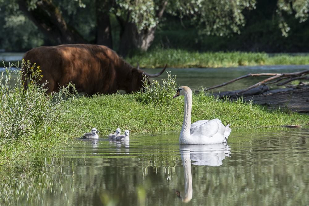 Schwan mit Küken und Hochlandrind