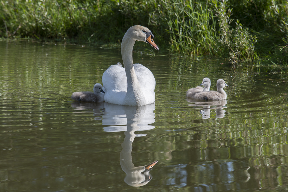 Schwan mit Küken