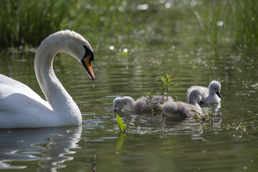 Swan with Chicks © Bernd Nies