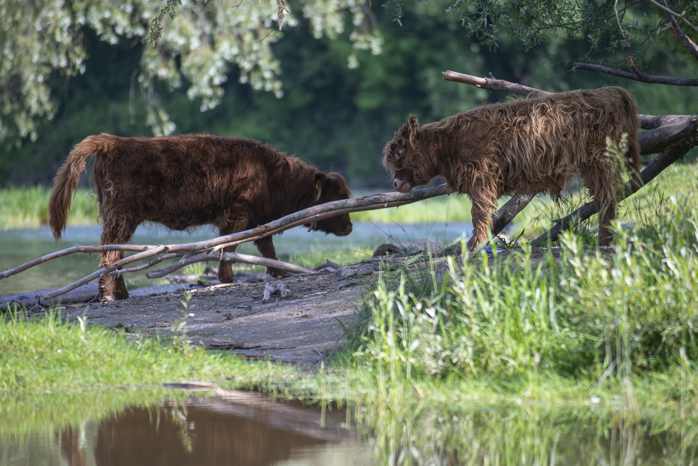 Highland Calves