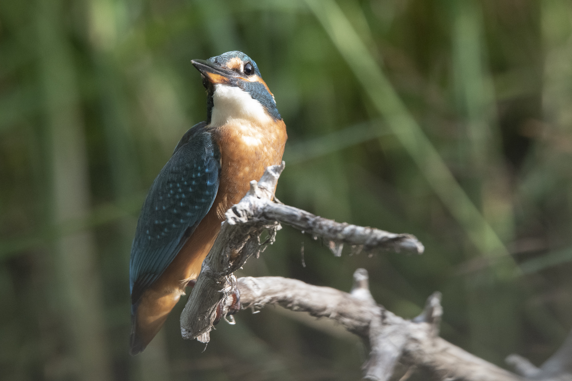 Kingfisher