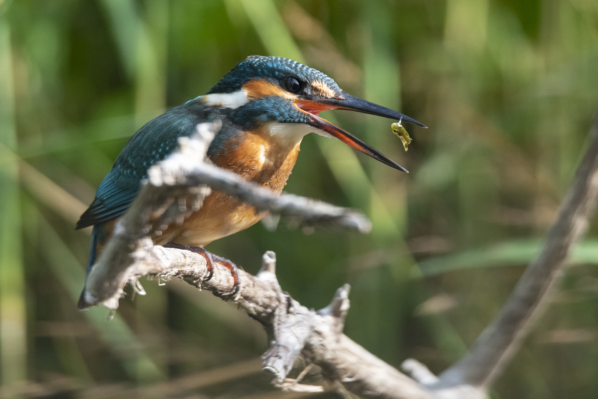 Eisvogel