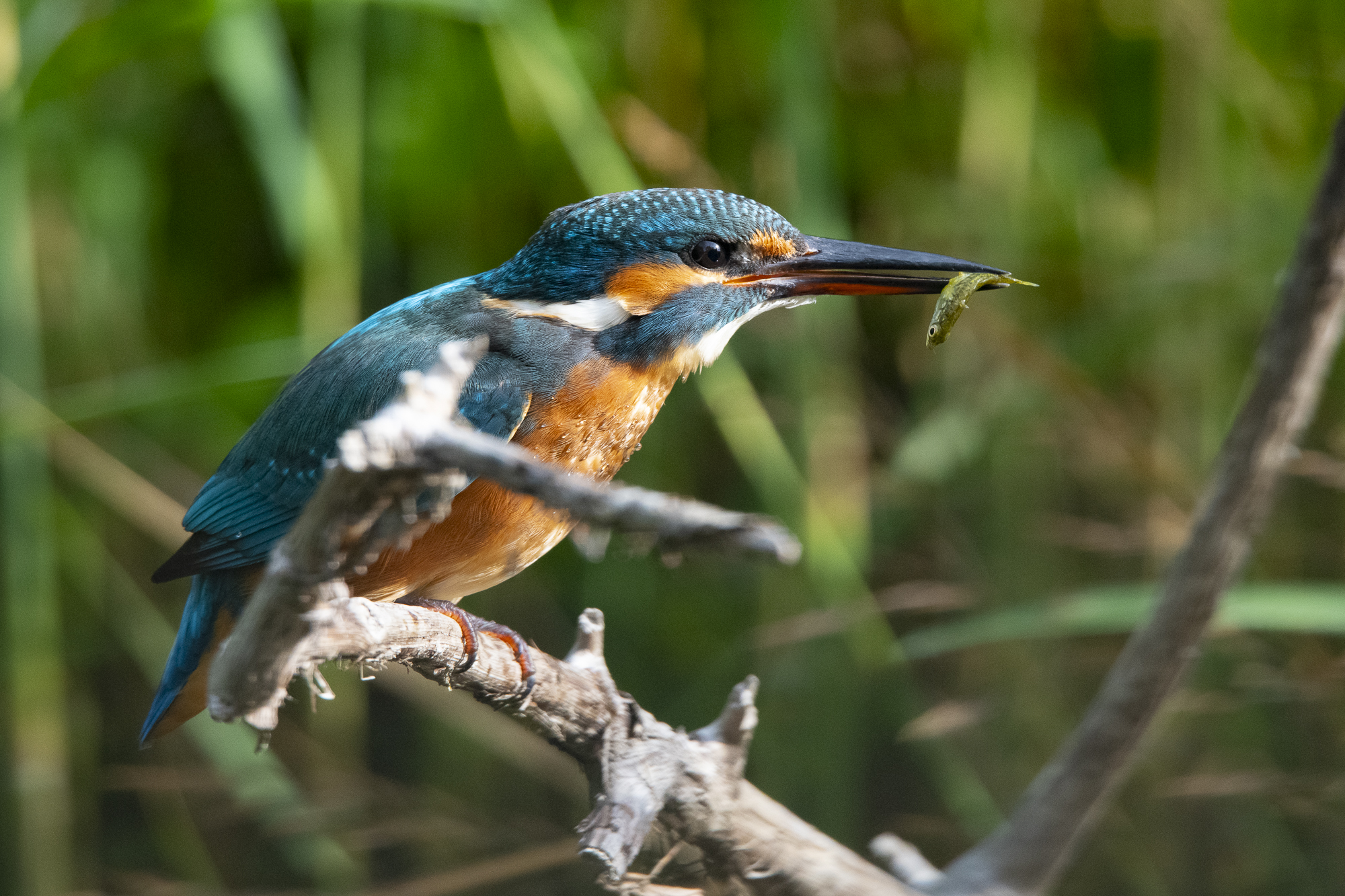 Eisvogel