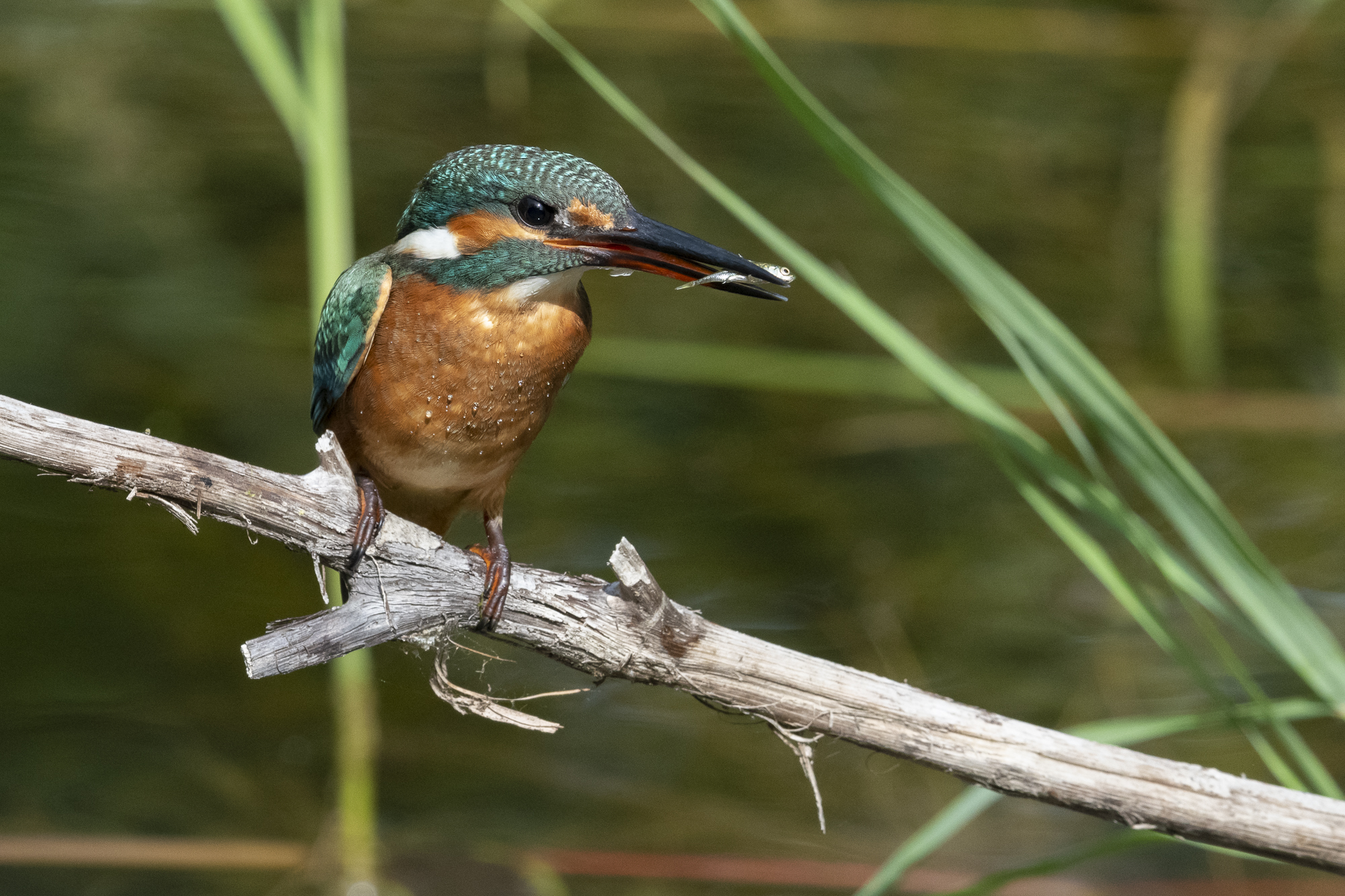 Kingfisher