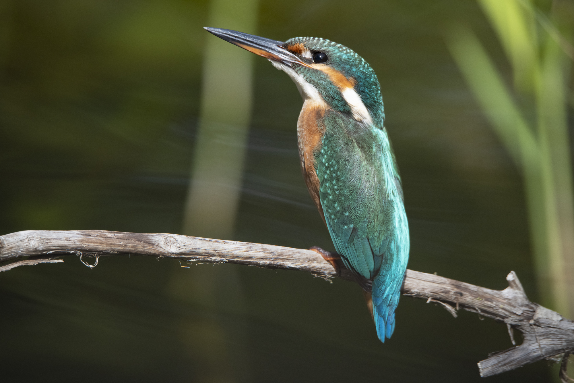 Kingfisher