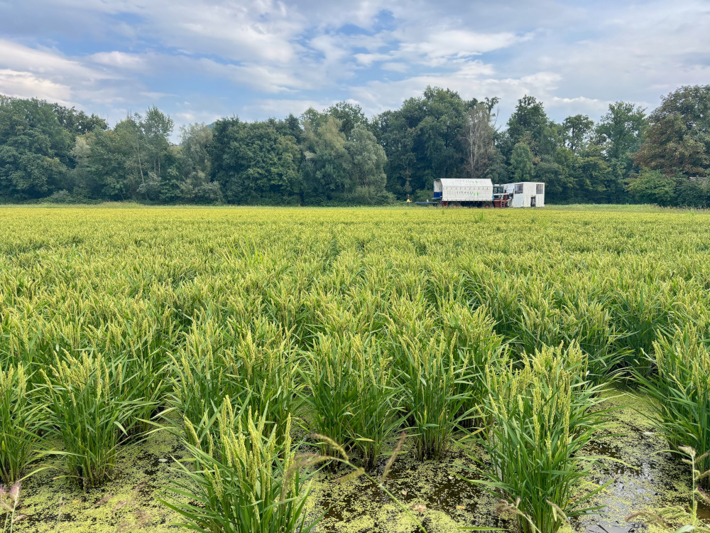 Reisfelder im Langacher bei Brugg