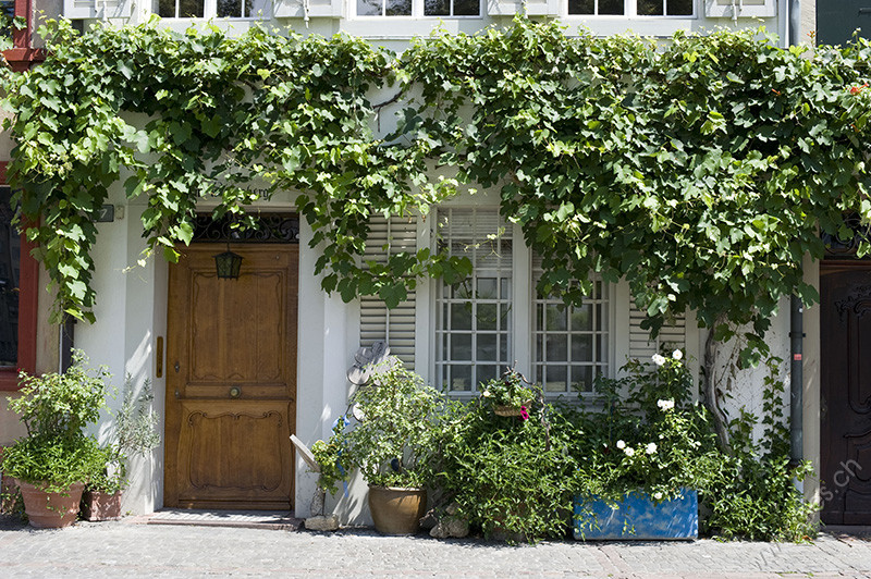 Fassade mit Pflanzenbewuchs 2 © Bernd Nies