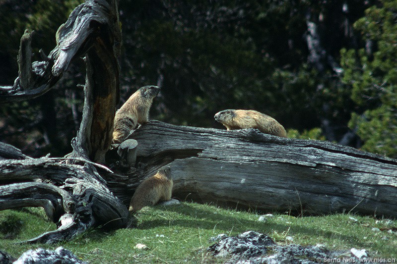 Three Marmots