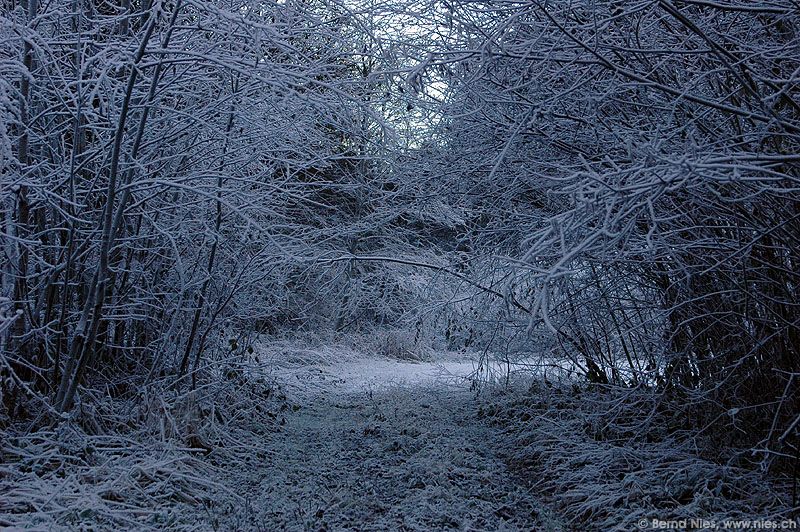 Ice forest