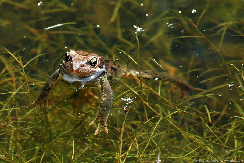 Frosch