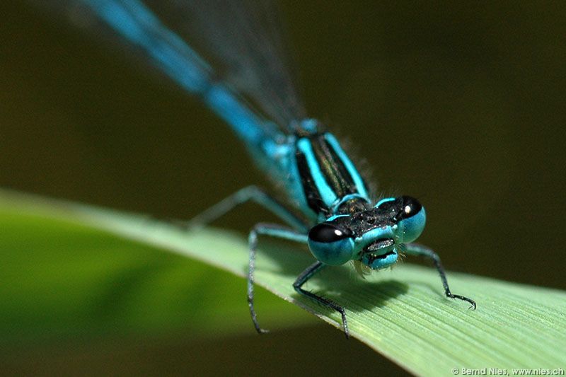 Dragonfly © Bernd Nies