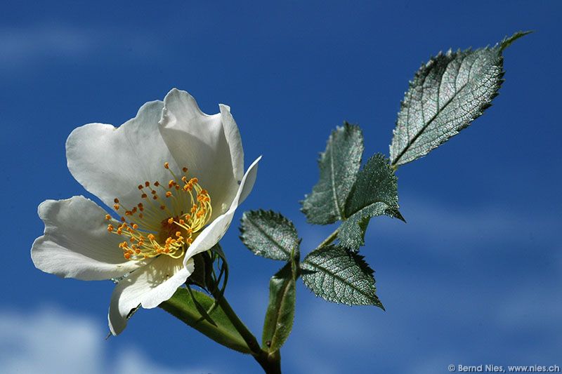 Hagebutten-Rose © Bernd Nies