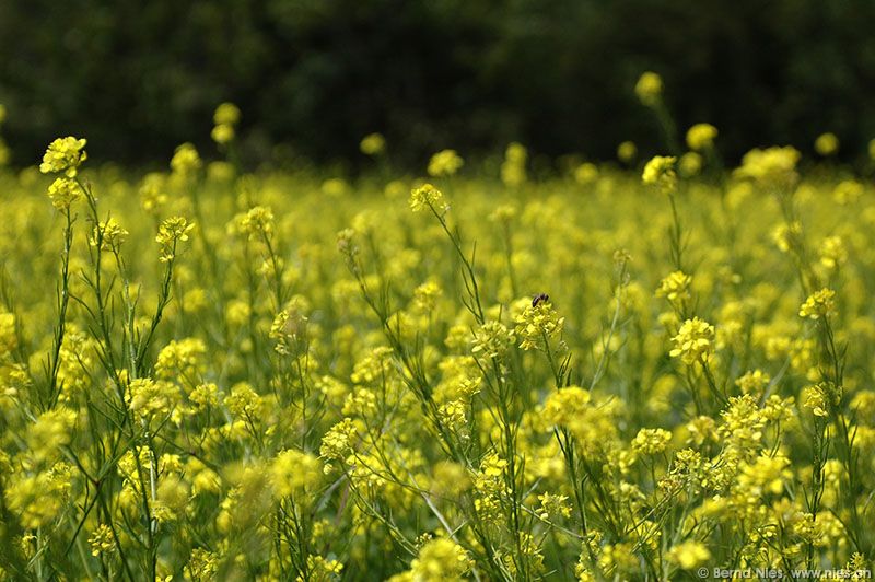 Canola Field