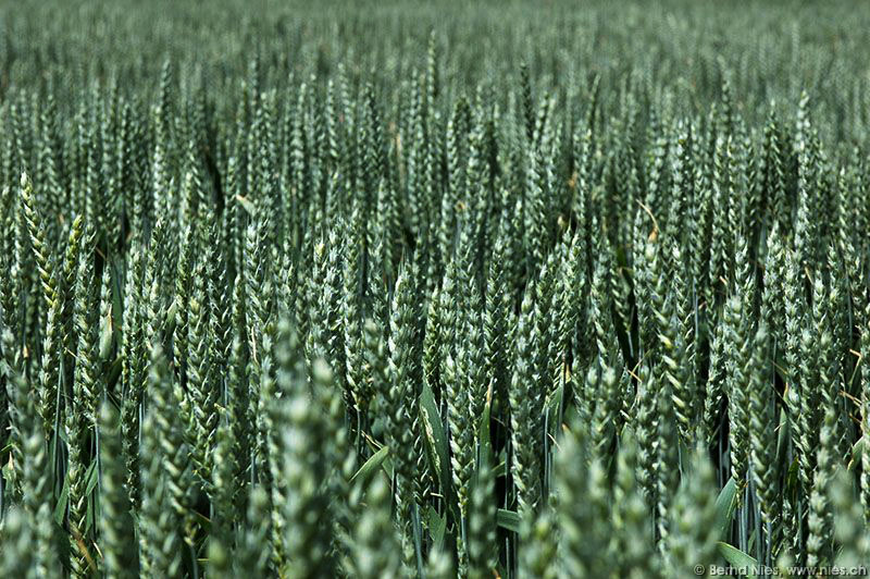 Wheat Field © Bernd Nies