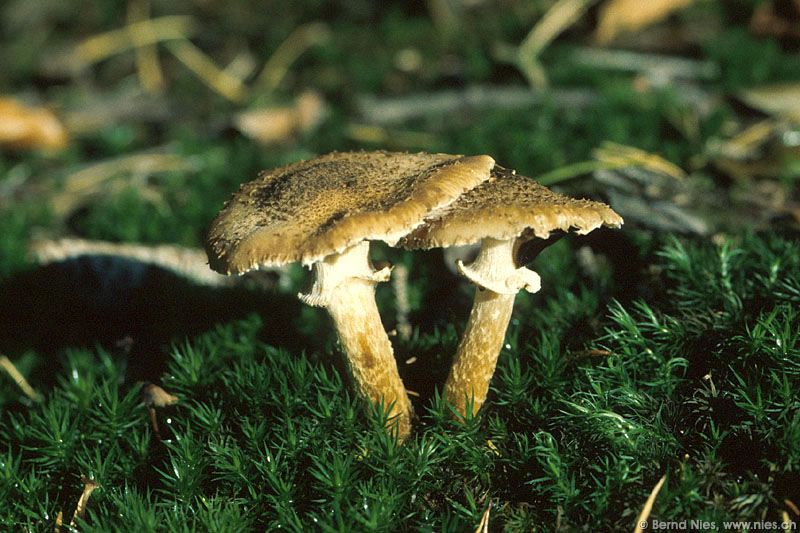 Pilze im Wald © Bernd Nies