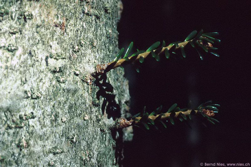 Tiny Twigs