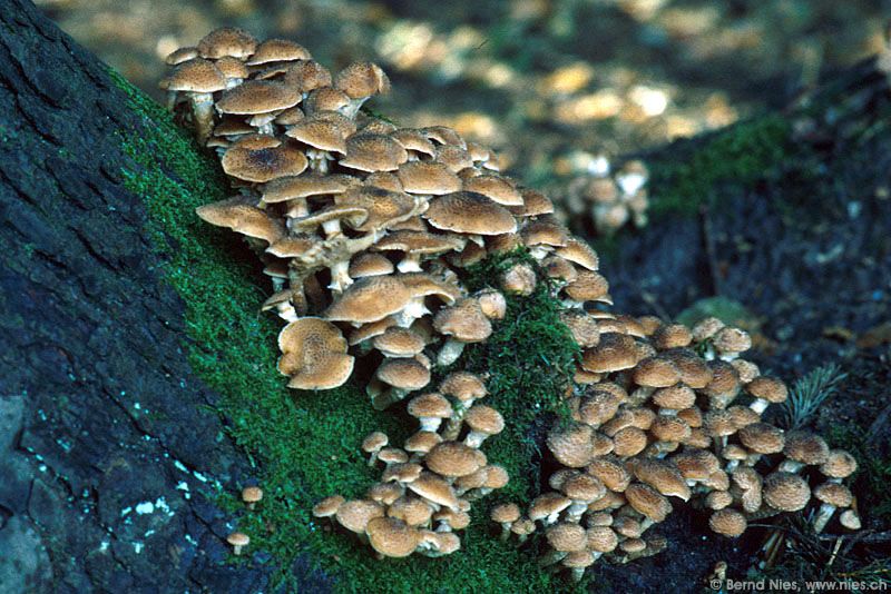 Mushrooms © Bernd Nies