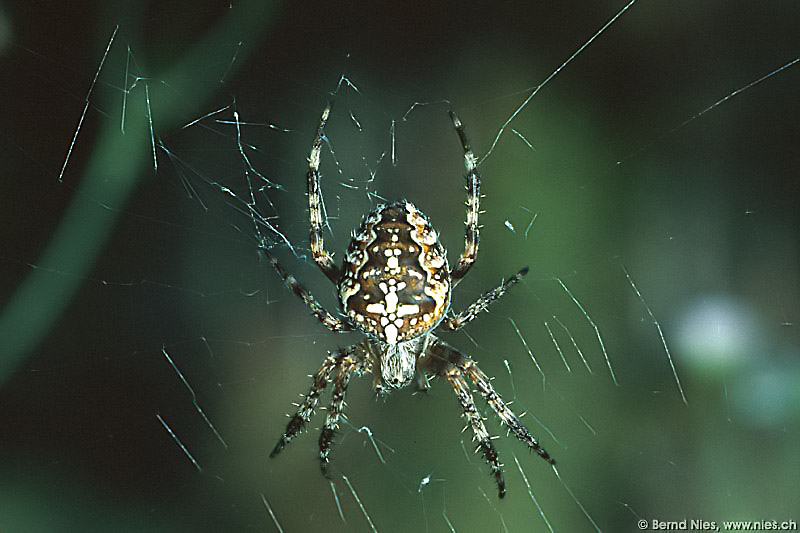 Cross Spider © Bernd Nies