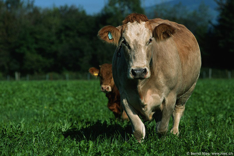 Cows © Bernd Nies