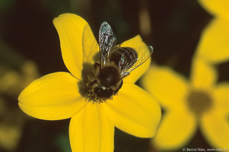 Bee © Bernd Nies