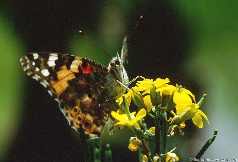 Schmetterling