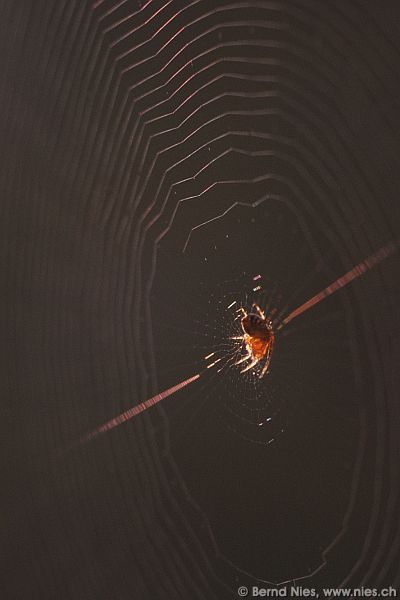 Spider © Bernd Nies