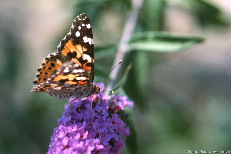 Schmetterling © Bernd Nies