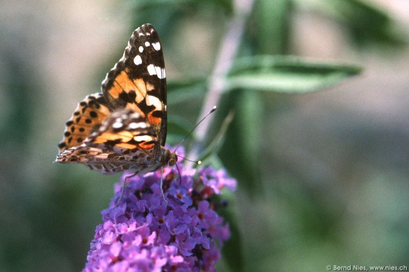 Schmetterling