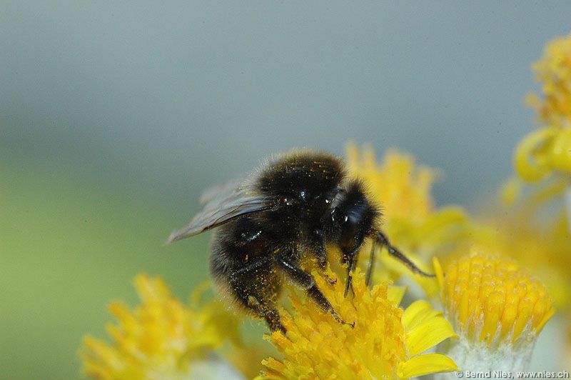 Honeybee © Bernd Nies